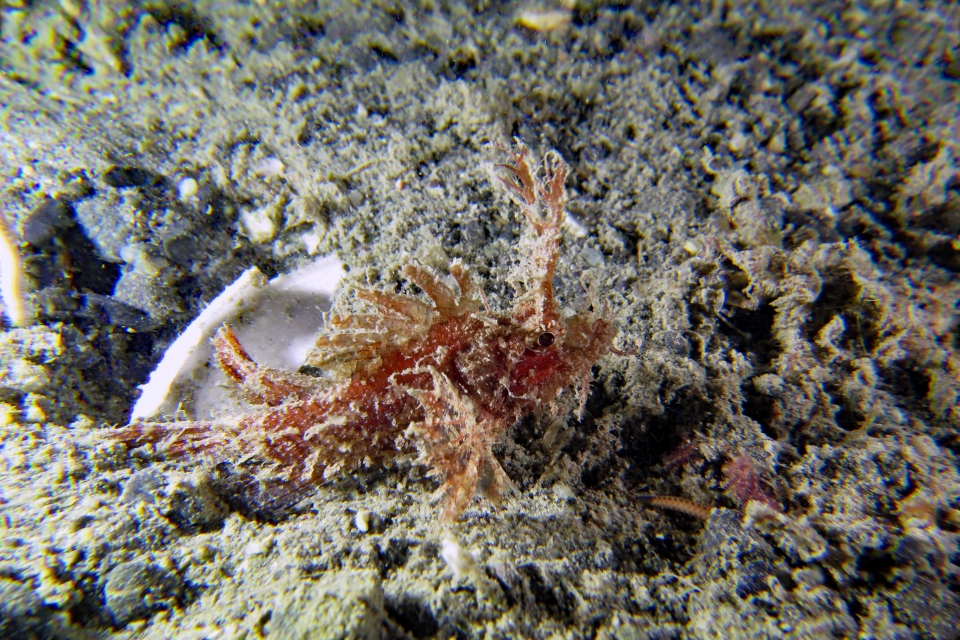 Pteroidichthys amboinensis