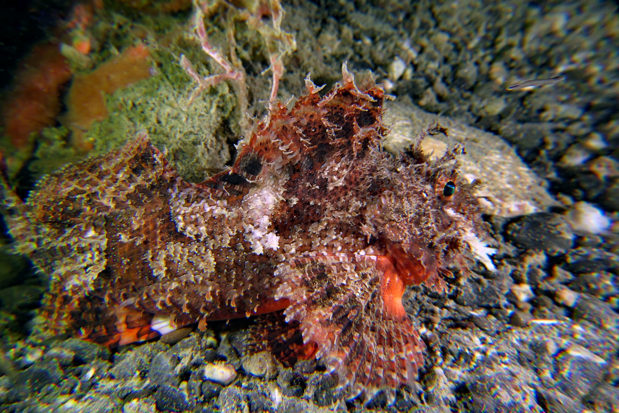 Scorpaenopsis oxycephala ou Scorpaenopsis venosa