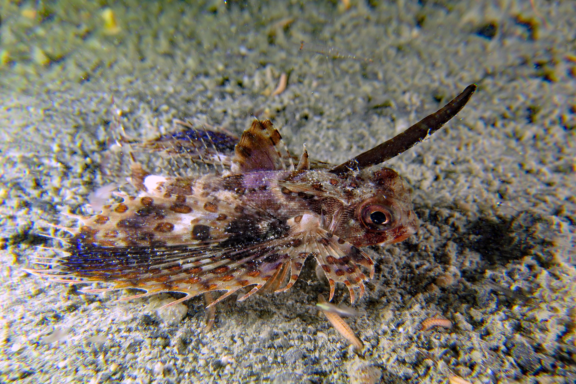 Dactyloptena orientalis