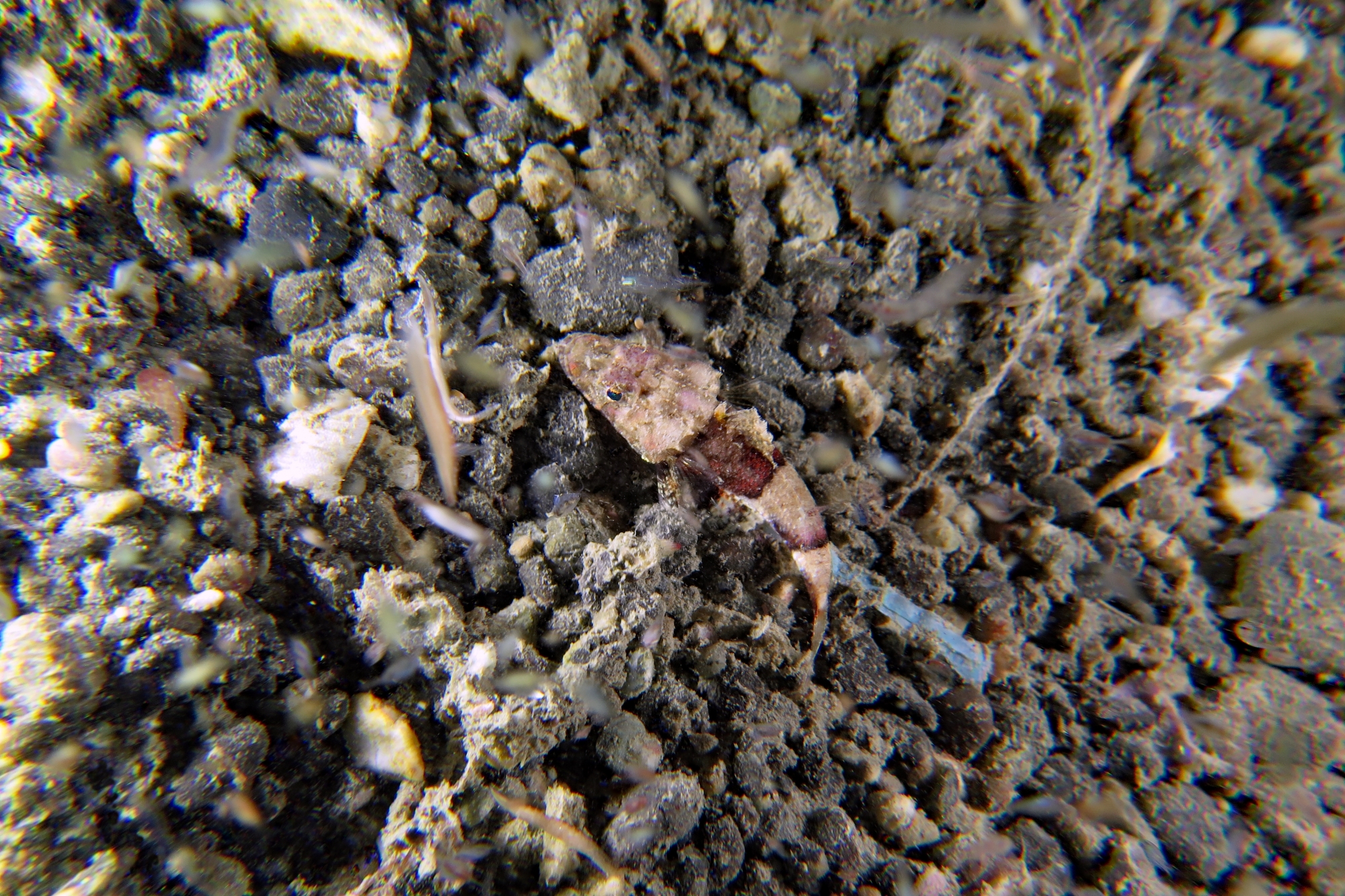 Thysanophrys celebica