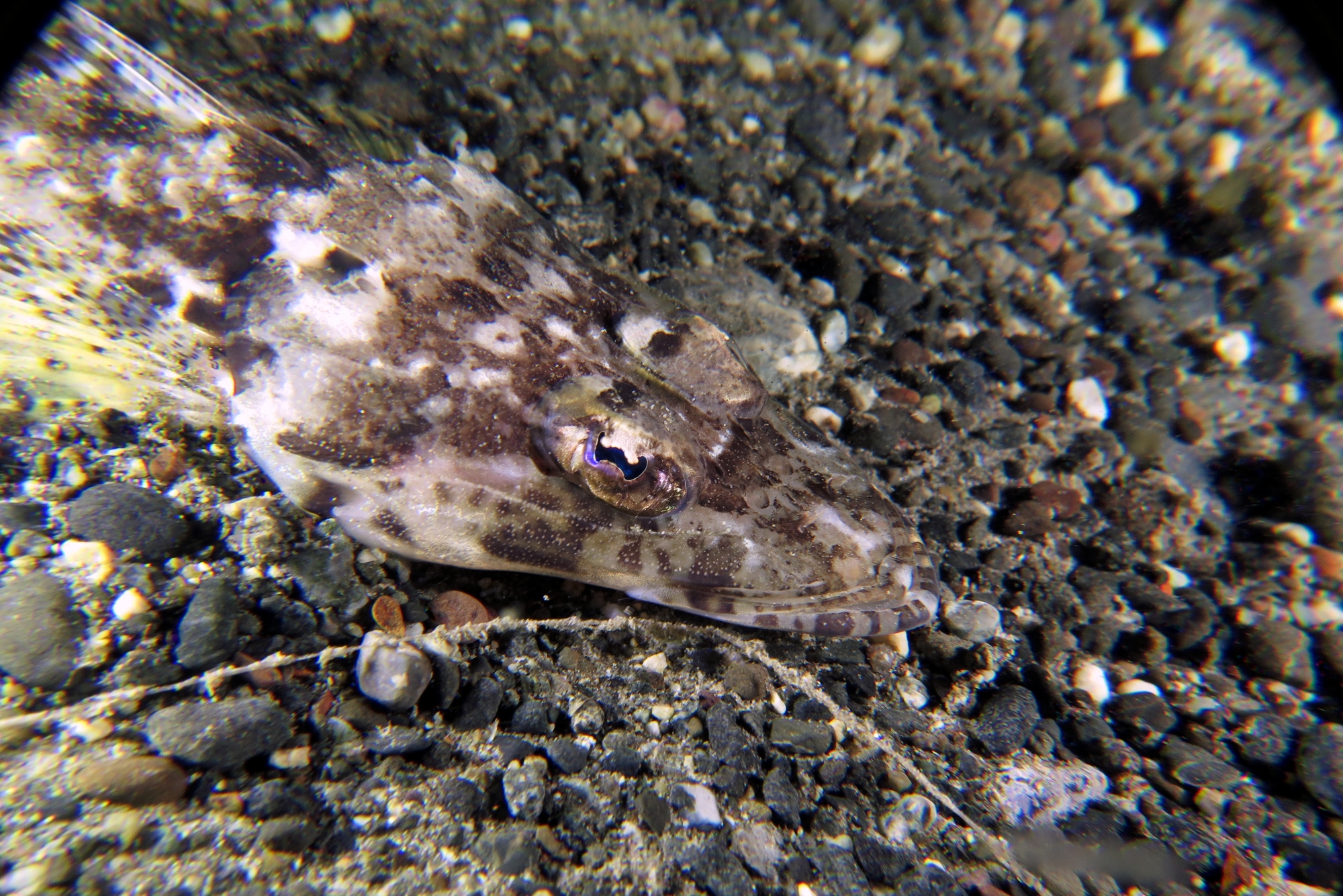 Rogadius welanderi