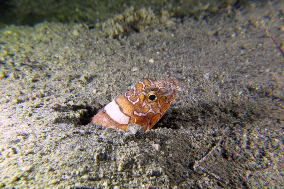Ophichthus bonaparti