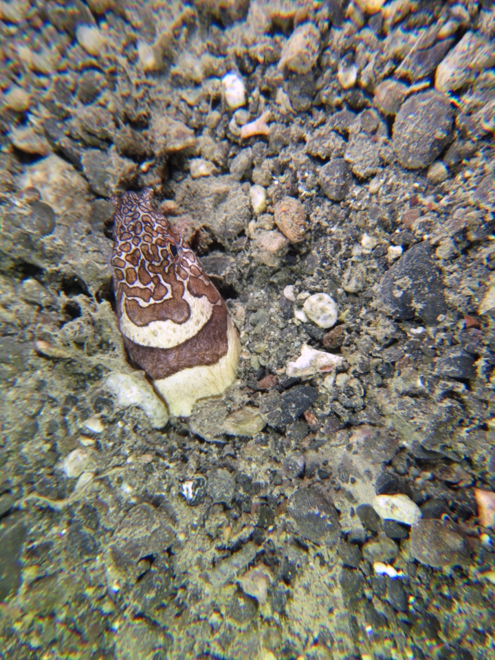 Ophichthus bonaparti