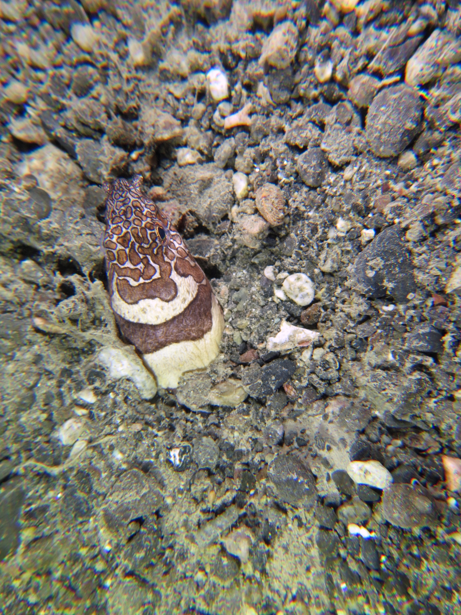 Ophichthus bonaparti