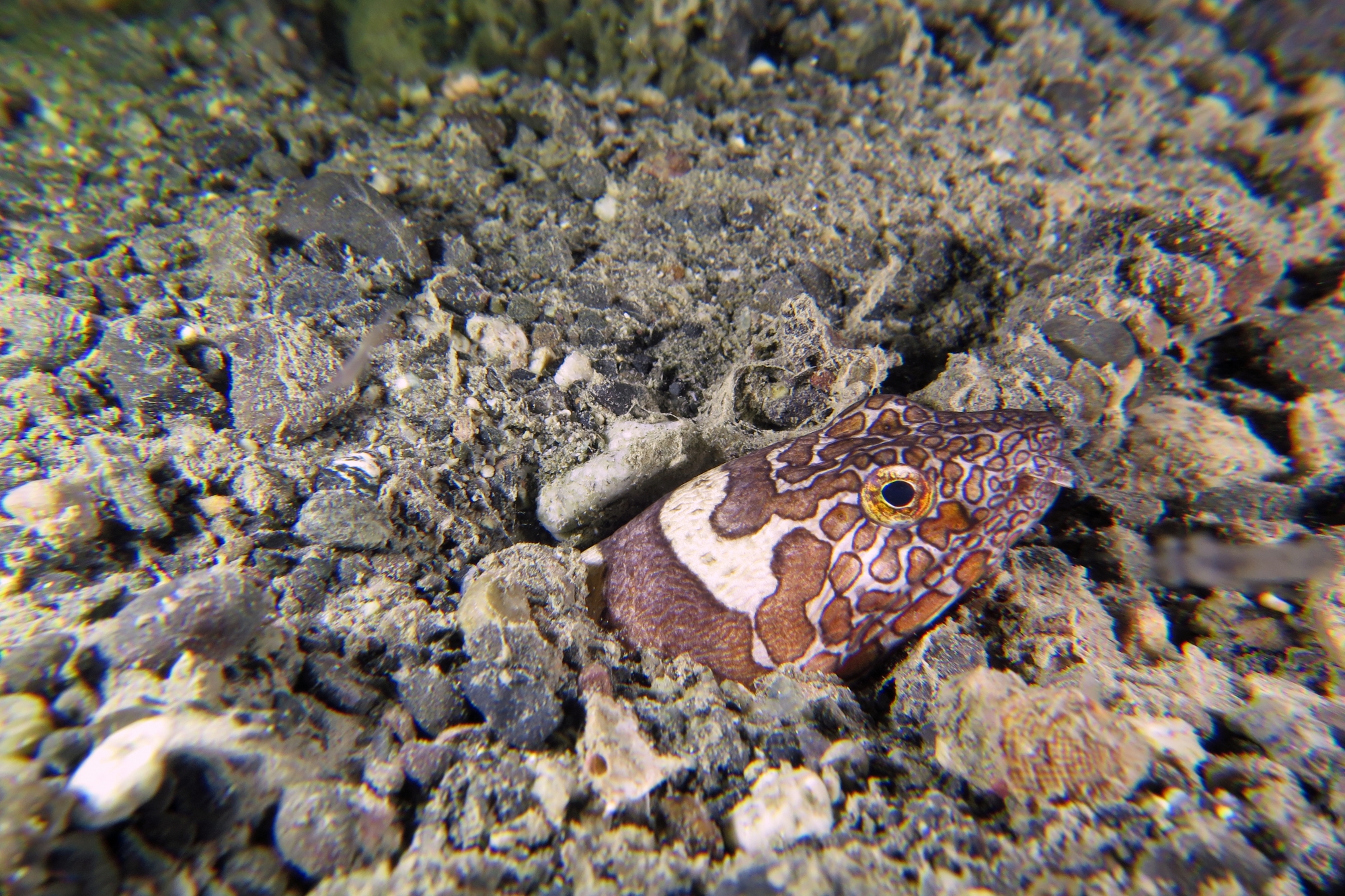 Ophichthus bonaparti