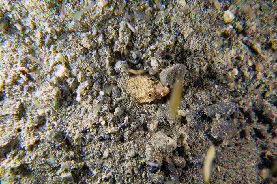 Brachysomophis crocodilinus