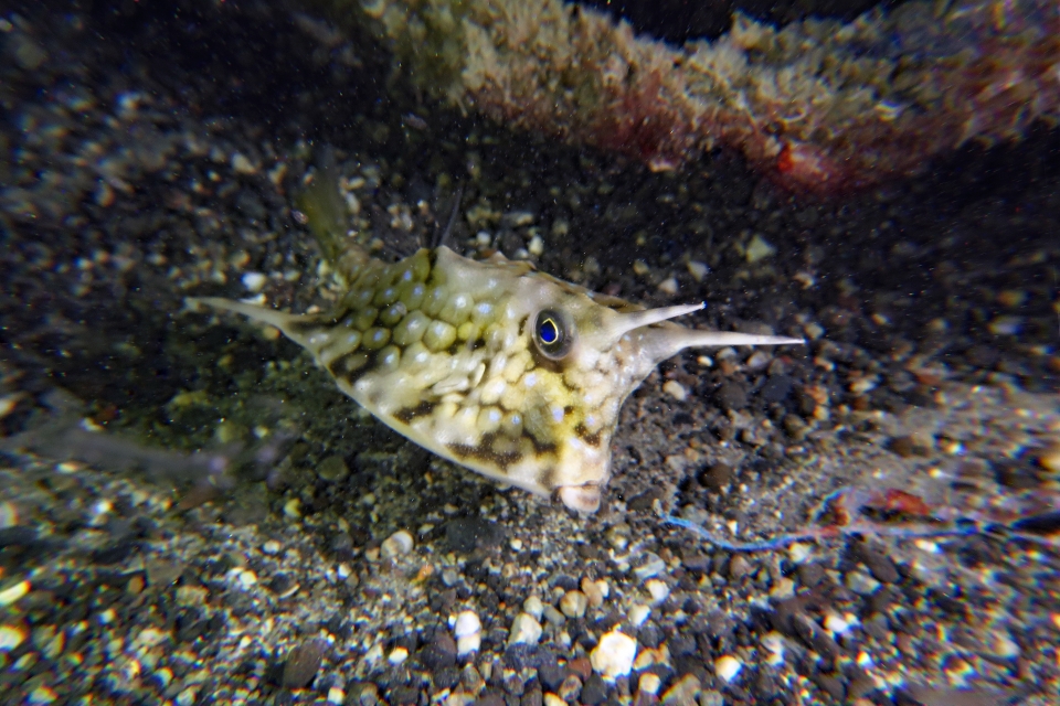 Lactoria cornuta