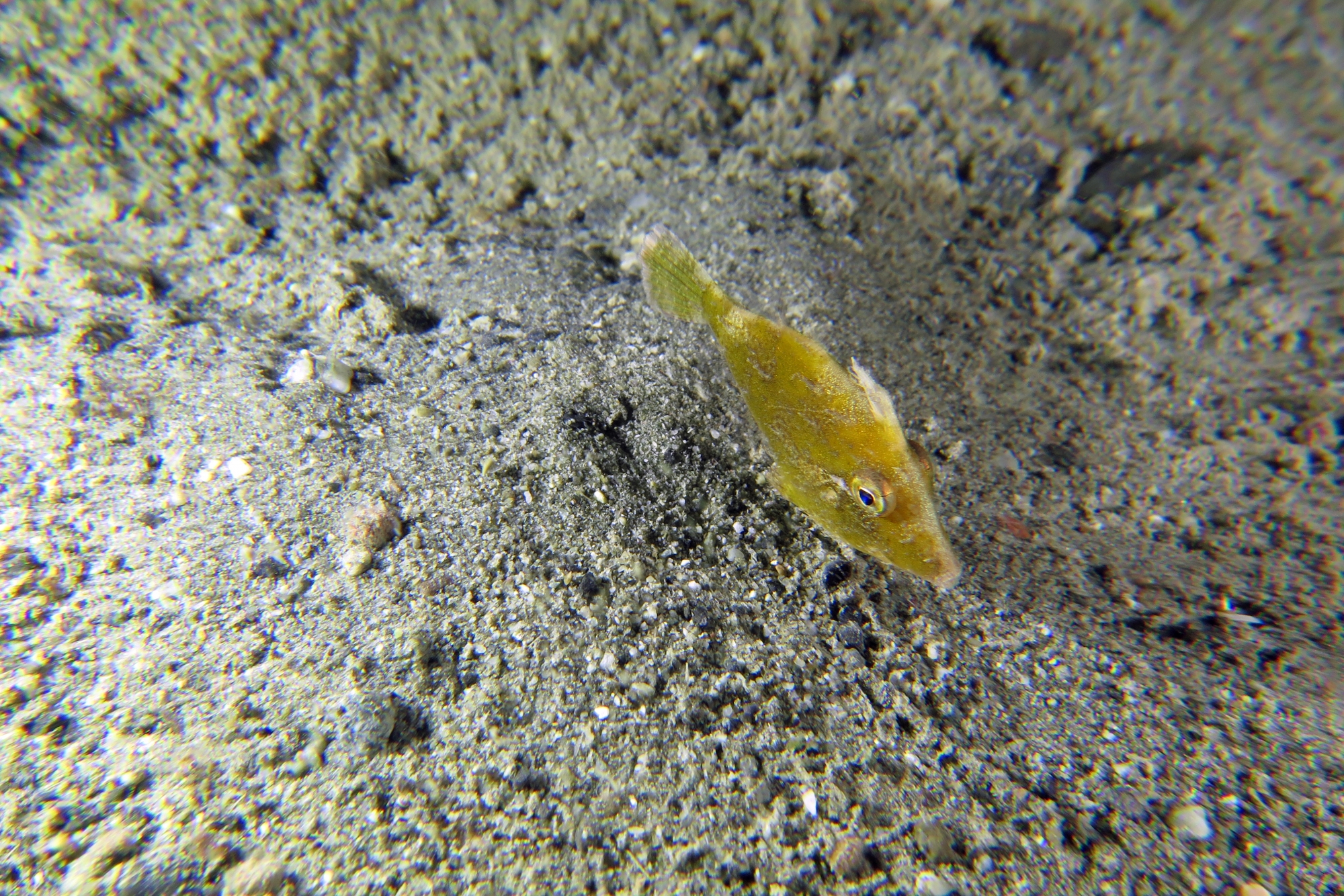 Acreichthys tomentosus