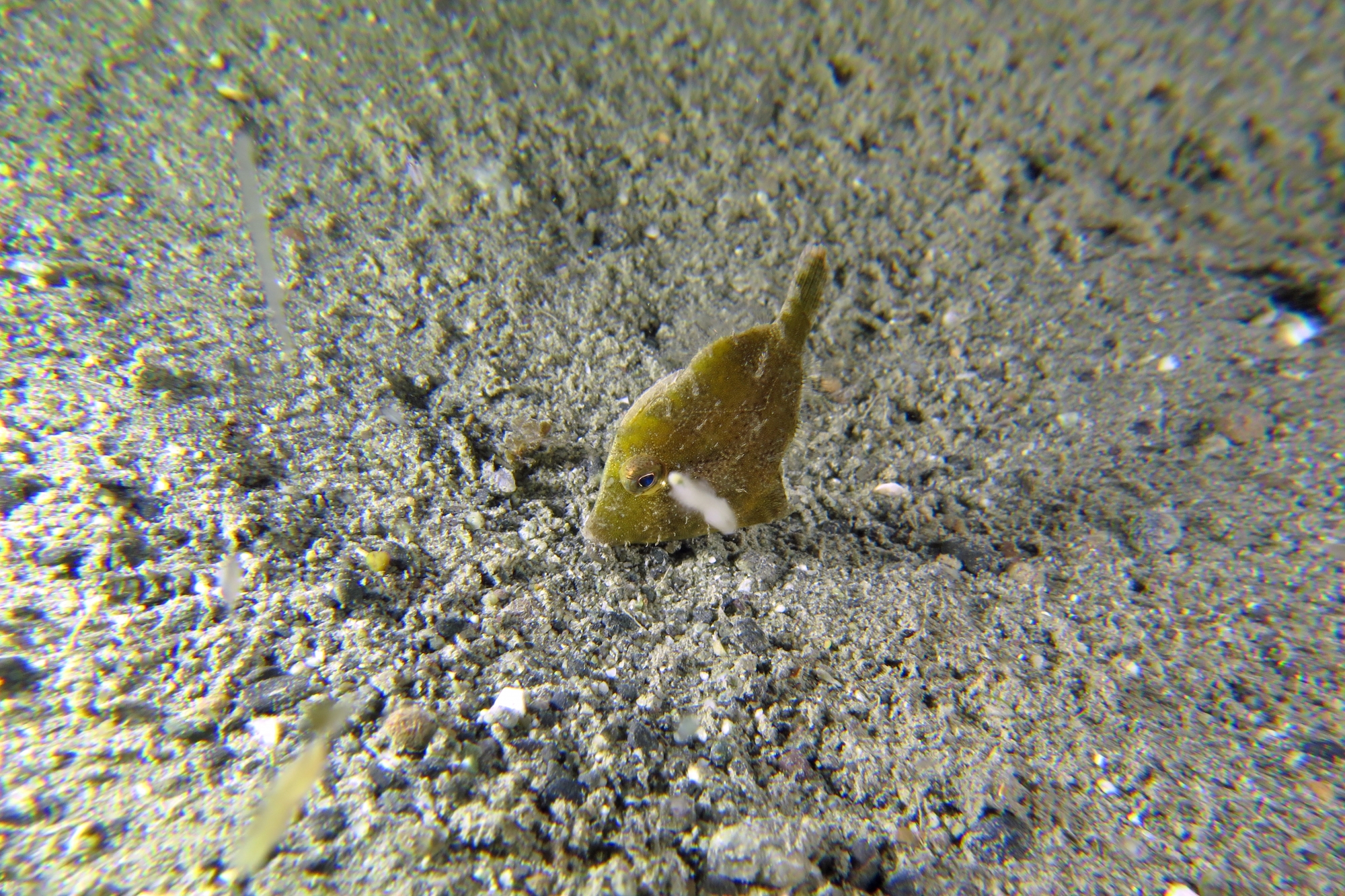 Acreichthys tomentosus