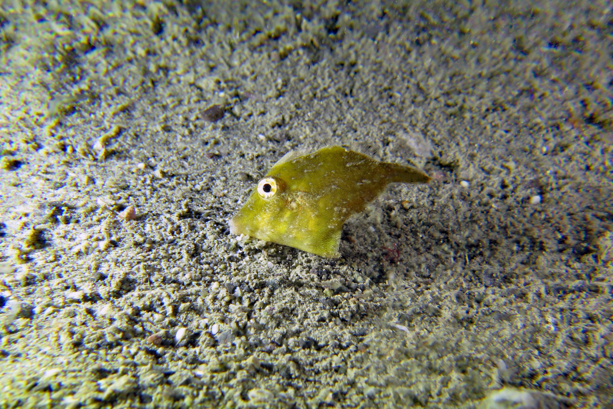 Acreichthys tomentosus