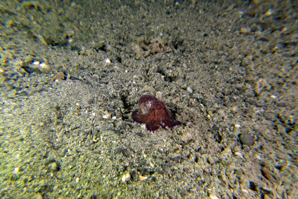 Amphioctopus marginatus