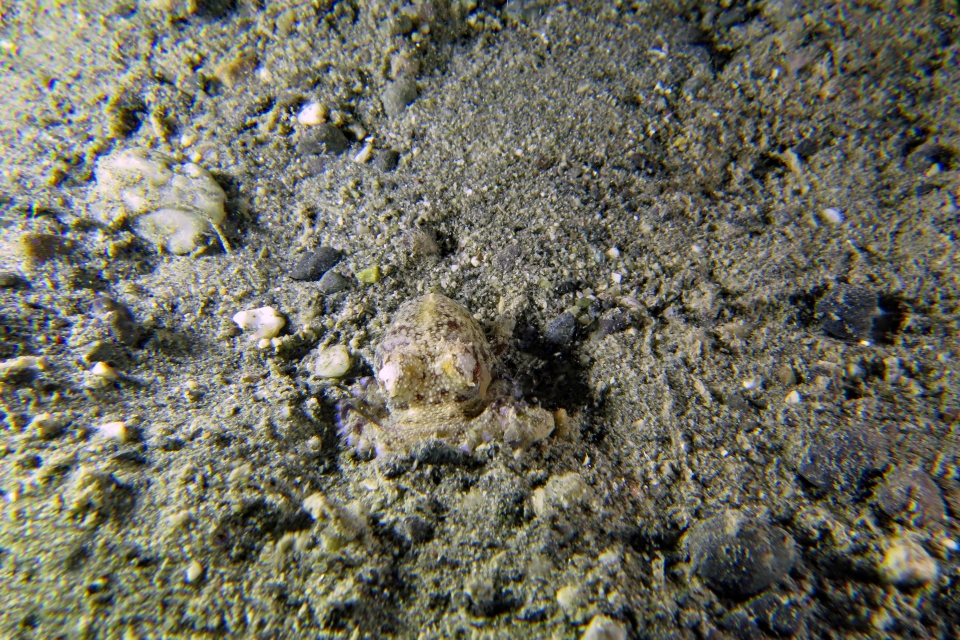 Amphioctopus marginatus