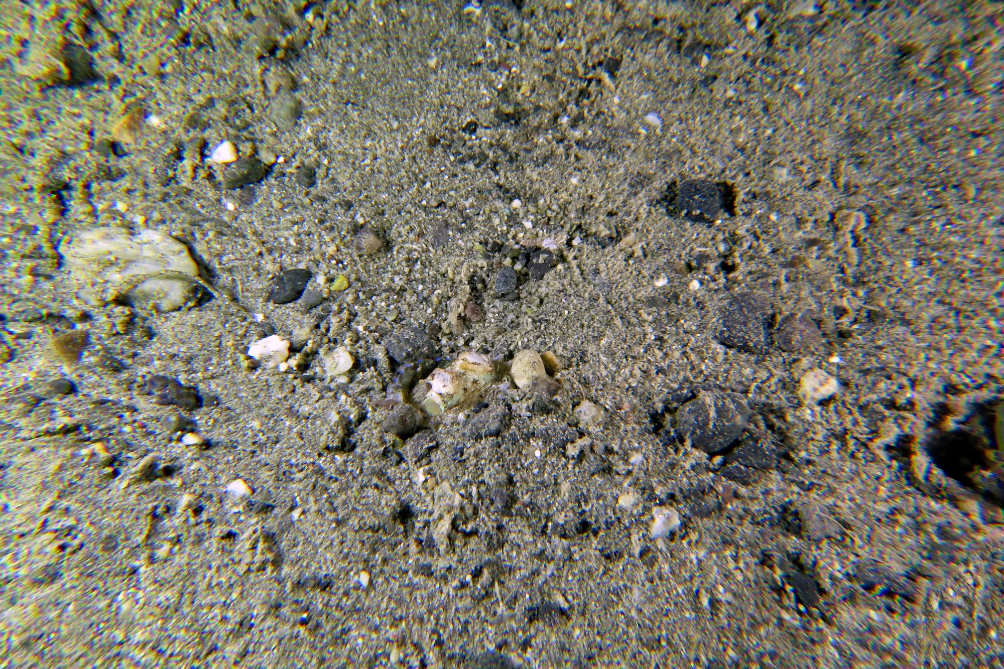 Amphioctopus marginatus