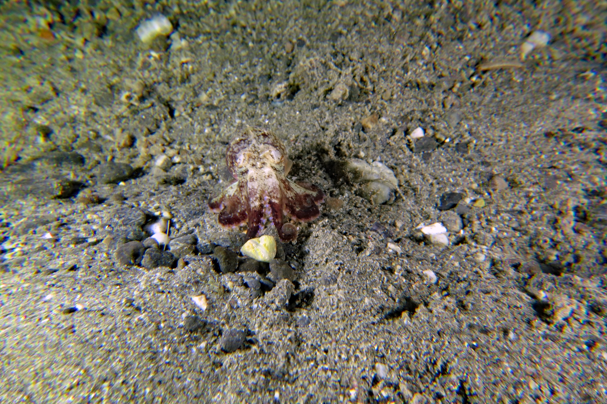Amphioctopus marginatus