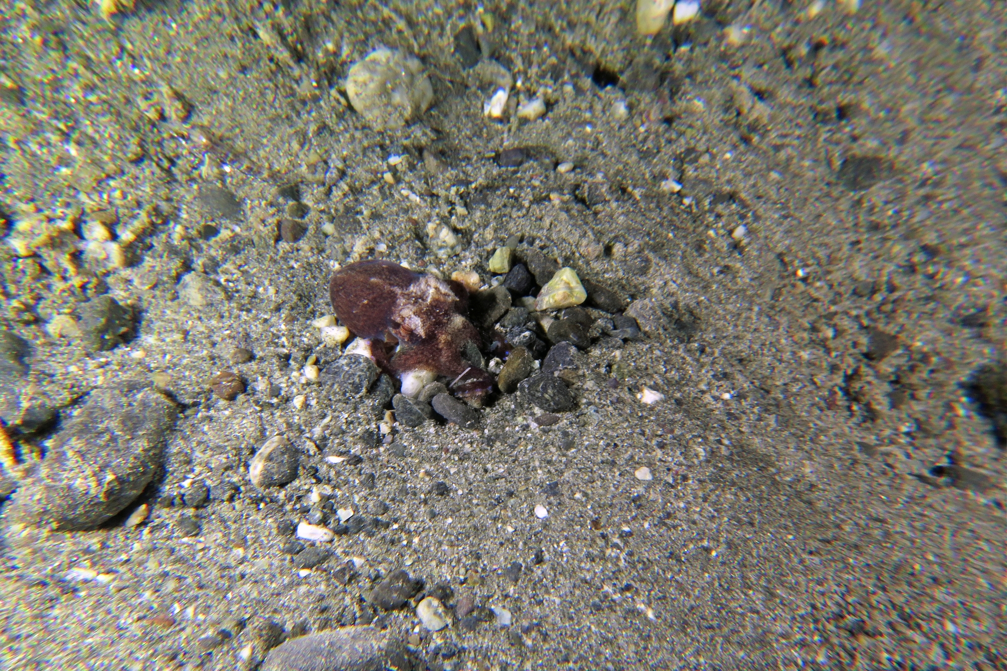 Amphioctopus marginatus