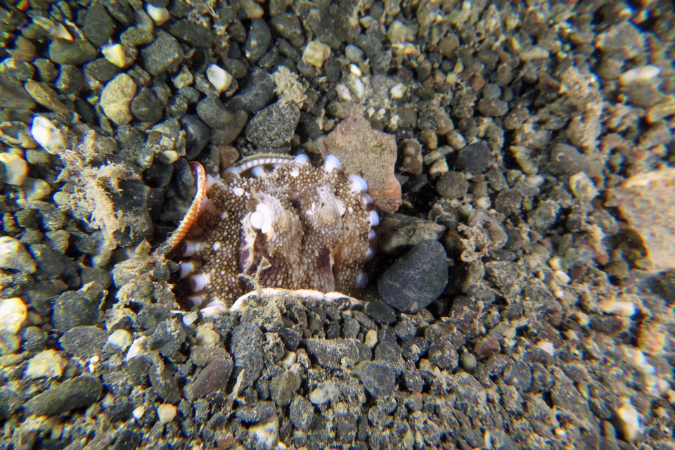 Amphioctopus marginatus