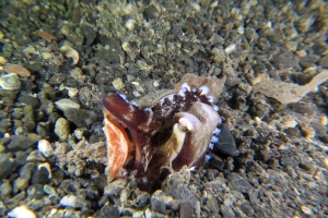 Amphioctopus marginatus