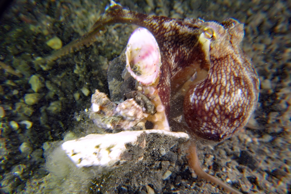Amphioctopus marginatus