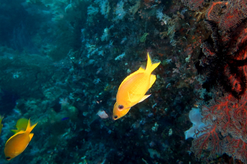 Chromis analis