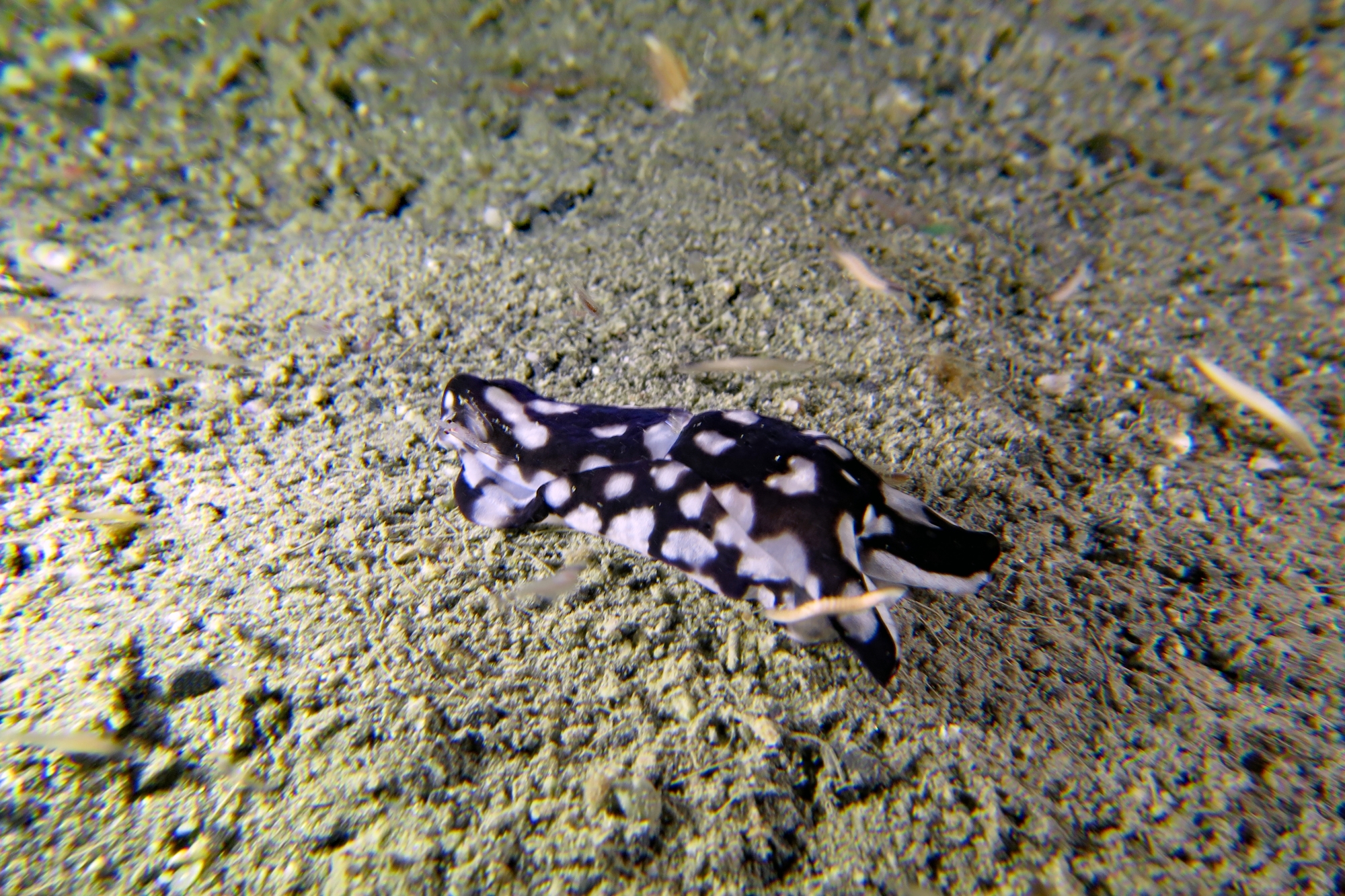 Tubulophilinopsis pilsbryi