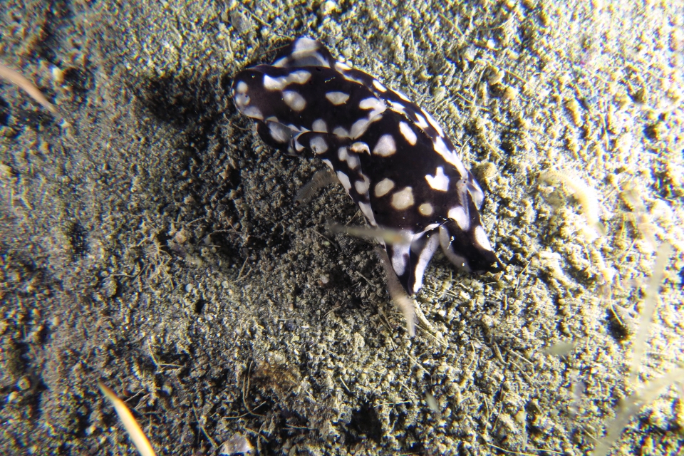 Tubulophilinopsis pilsbryi