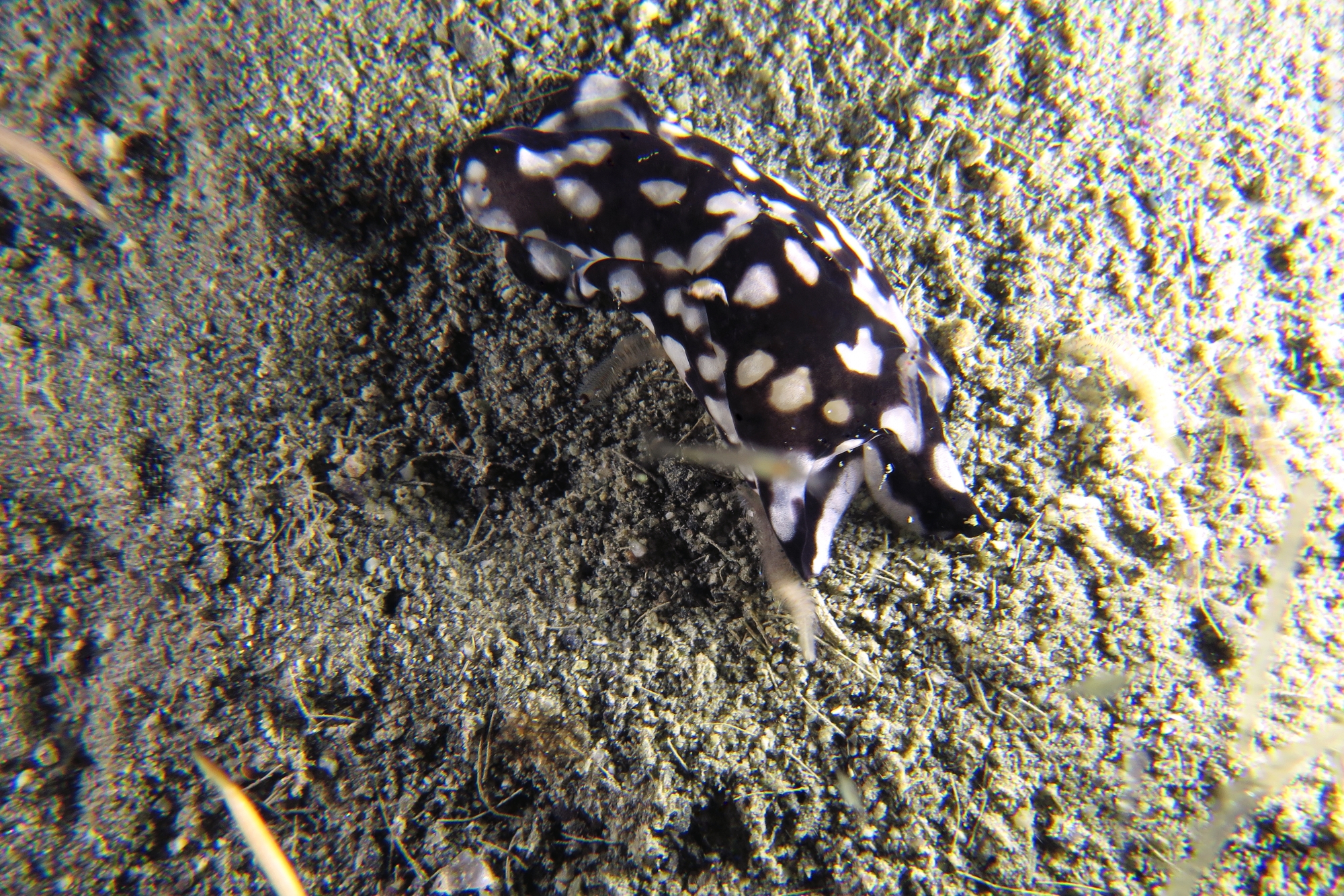 Tubulophilinopsis pilsbryi