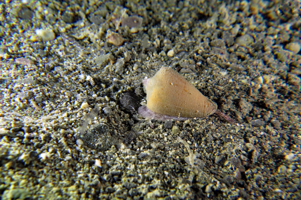 Conus sp.