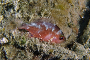 Poisson changeant de couleur pour enfiler sa livrée de camouflage la nuit