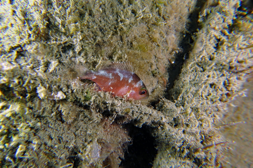 Poisson changeant de couleur pour enfiler sa livrée de camouflage la nuit