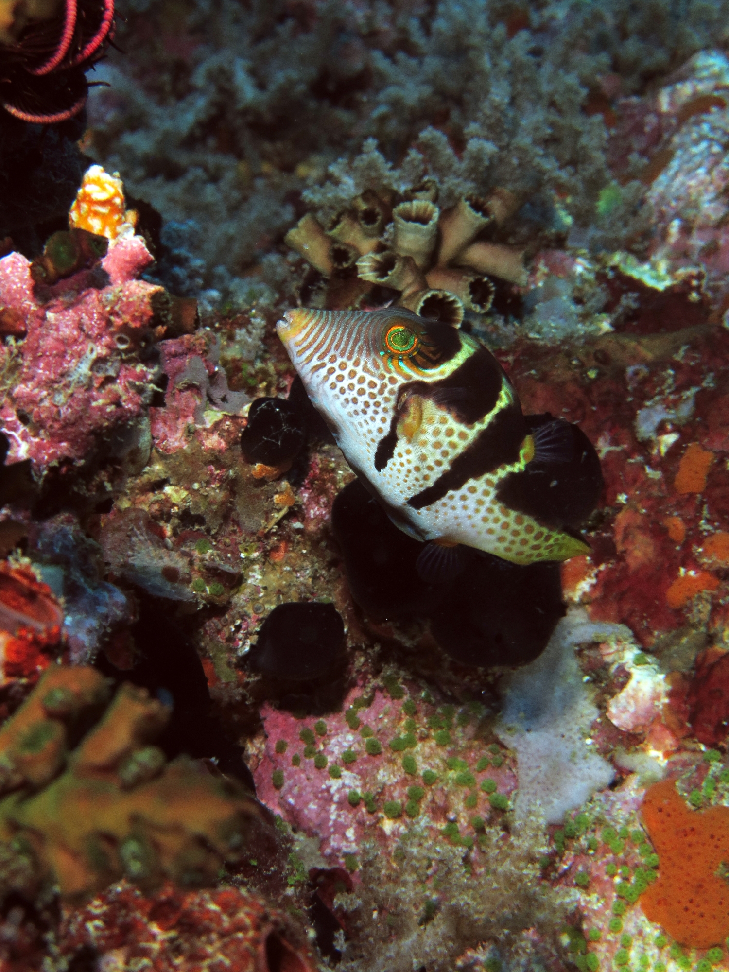 Canthigaster valentini