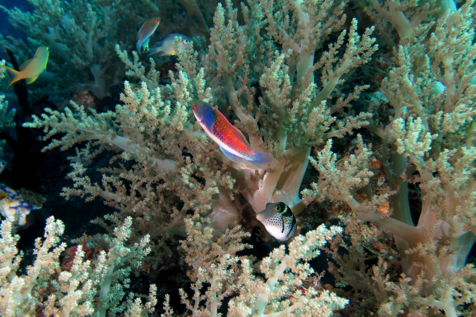 Cirrhilabrus cyanopleura, Canthigaster valentini, Lithophytum arboreum