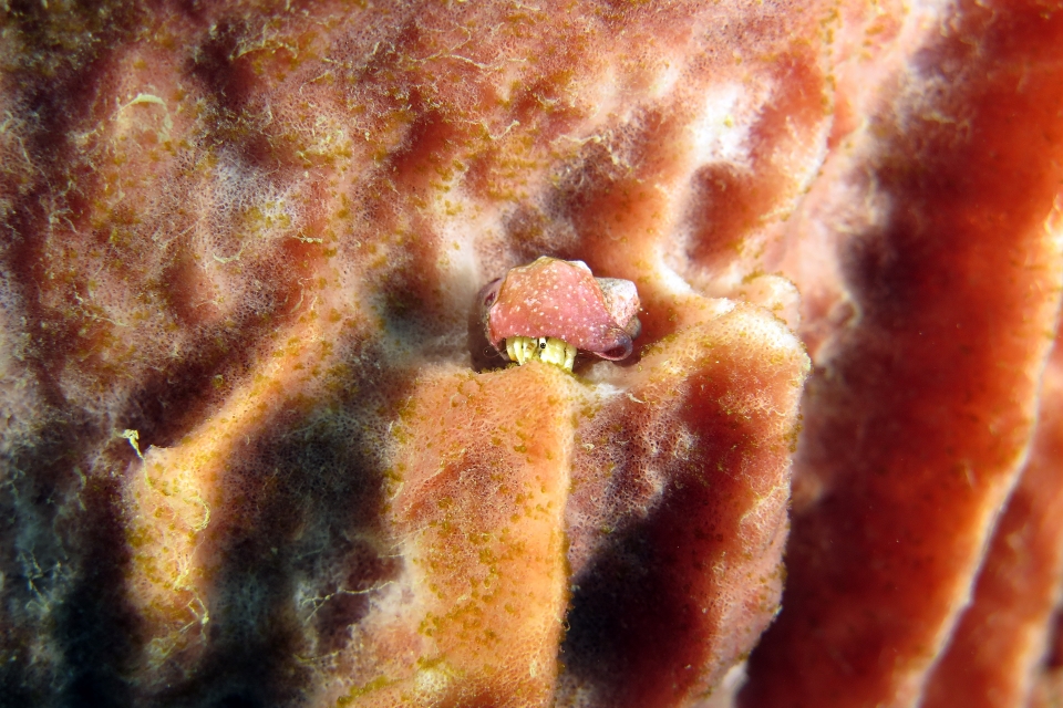 Calcinus minutus