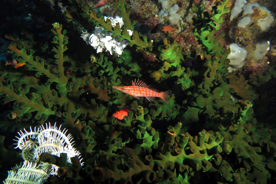 Oxycirrhites typus, Tubastraea micranthus, Cirrhitichthys falco