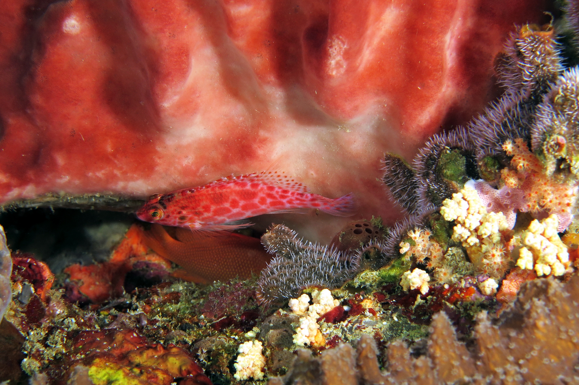 Cirrhitichthys oxycephalus