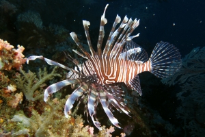 Pterois miles