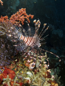 Pterois miles