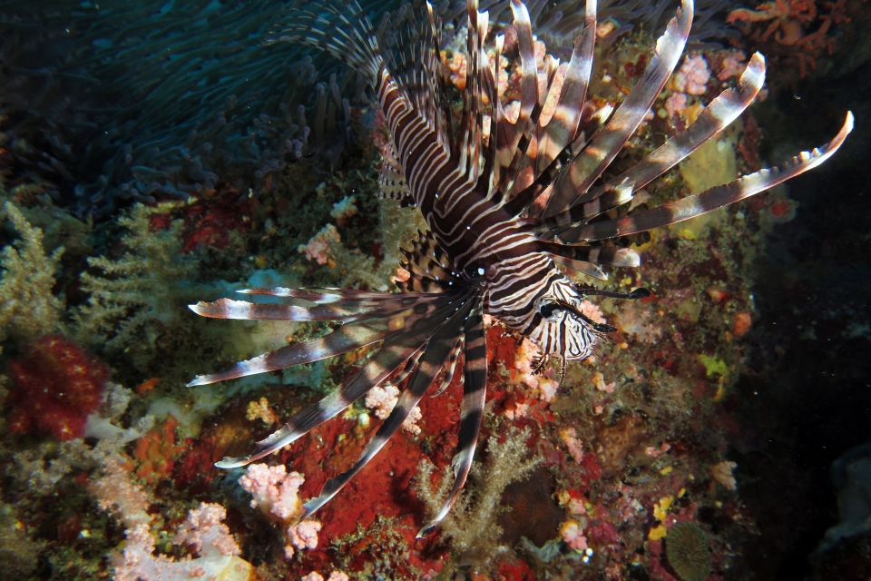 Pterois miles