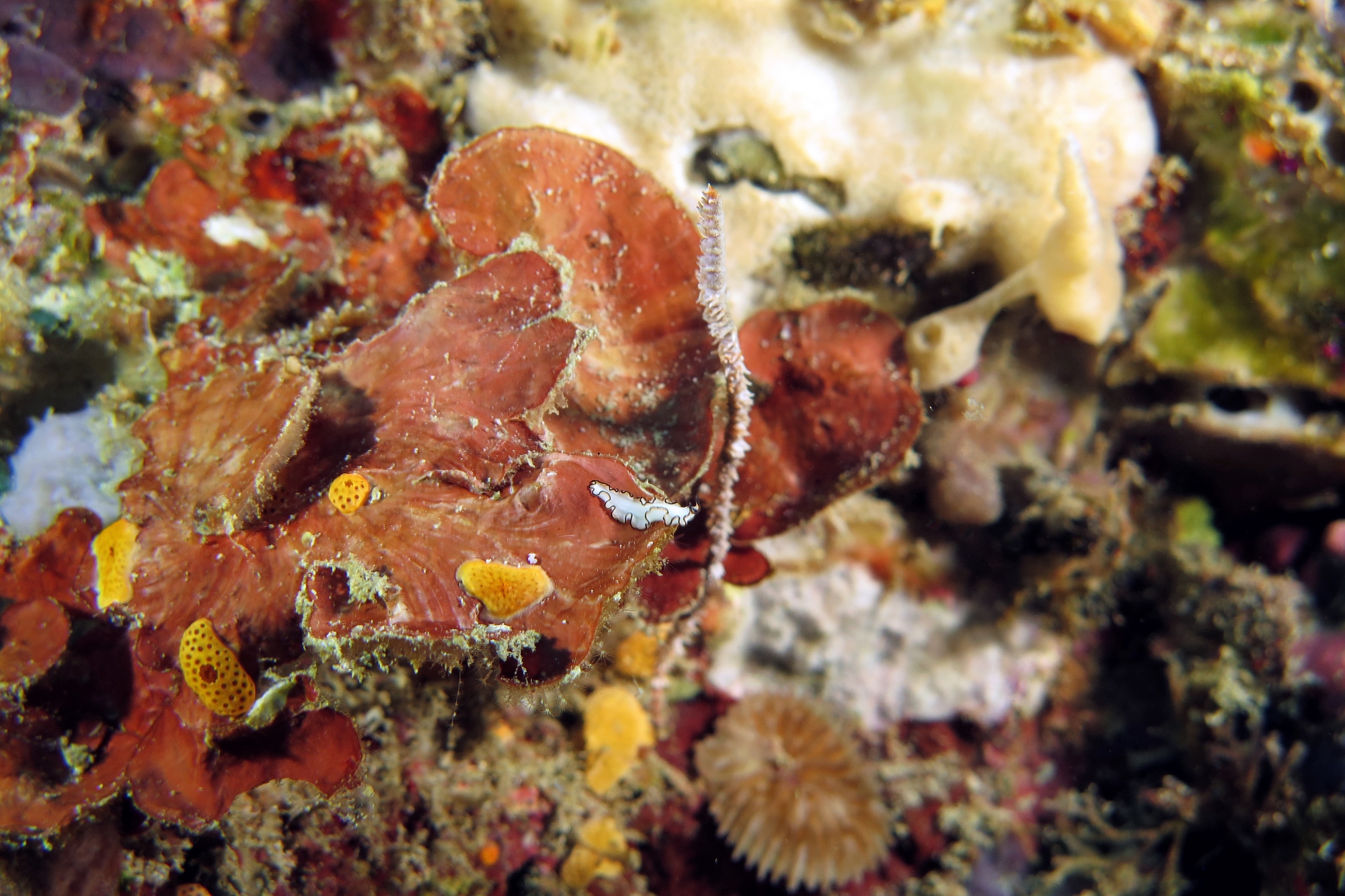 Pseudoceros sp