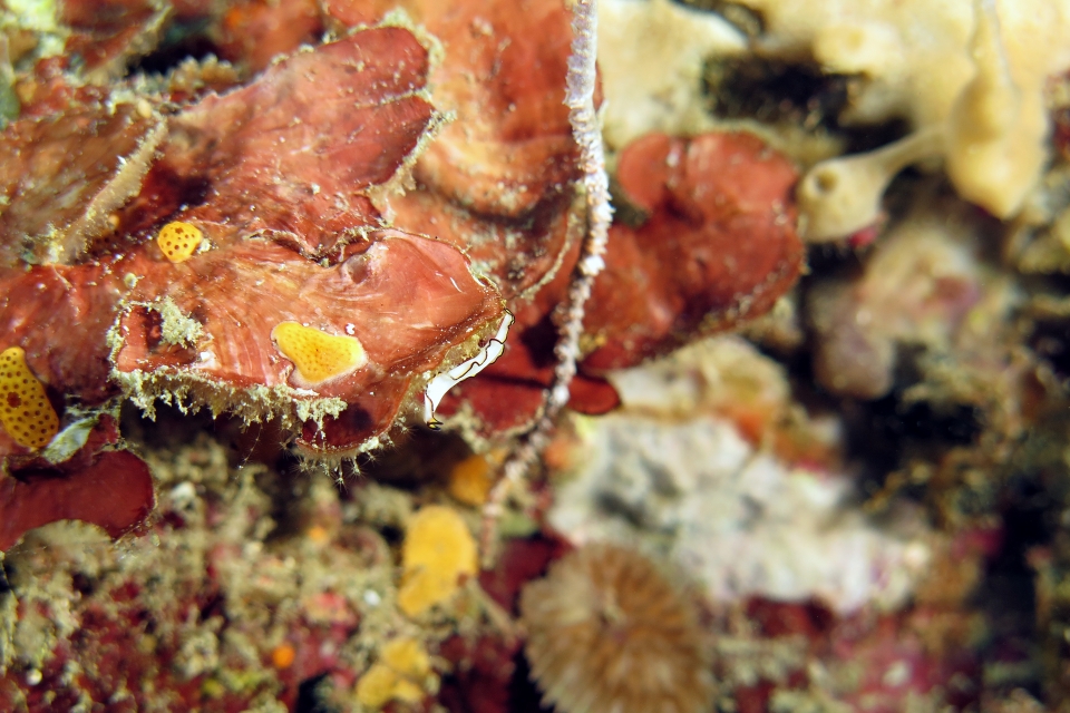 Pseudoceros sp