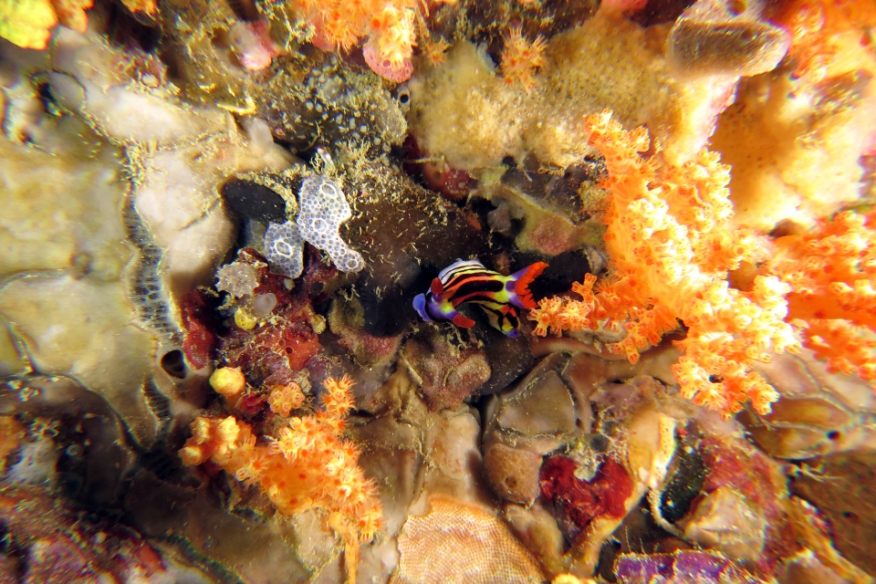 Nembrotha aurea