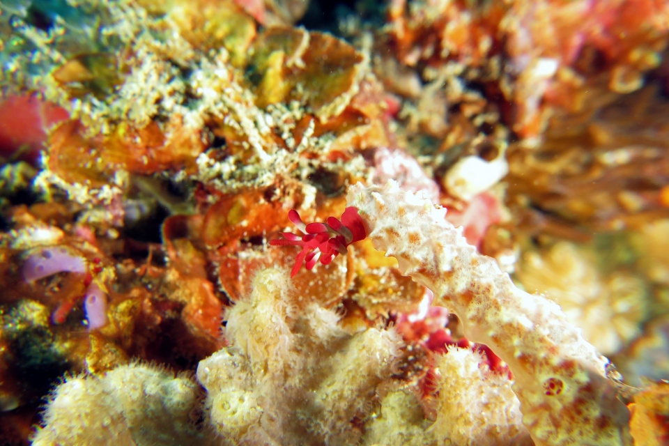 Okenia nakamotoensis