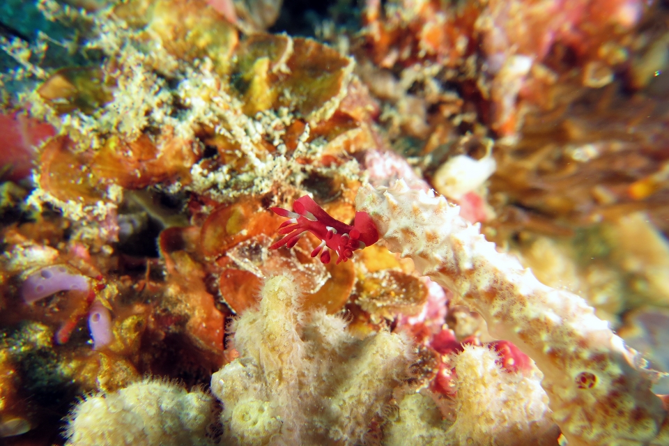 Okenia nakamotoensis