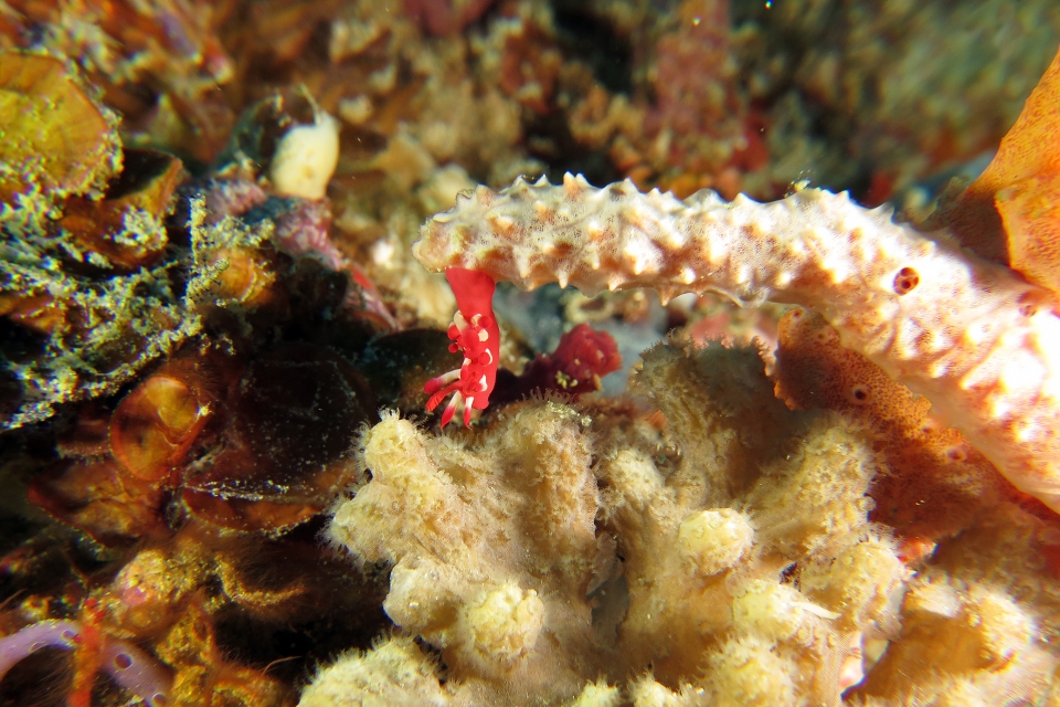 Okenia nakamotoensis