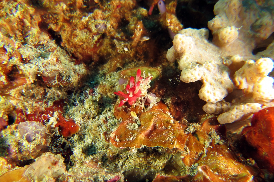 Okenia nakamotoensis