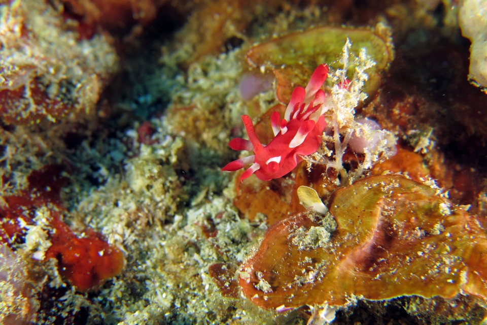 Okenia nakamotoensis