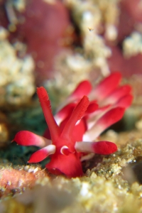 Okenia nakamotoensis