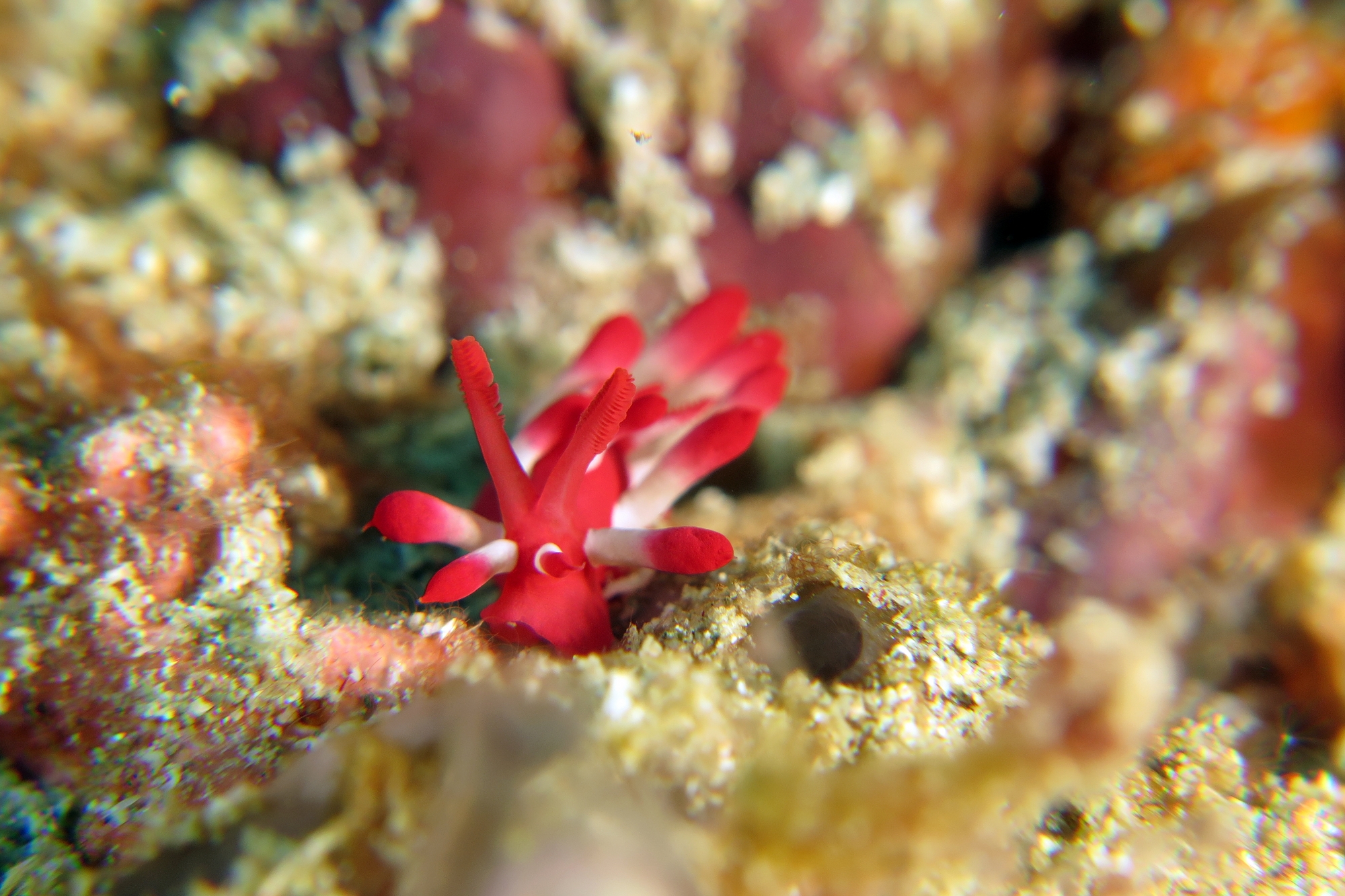 Okenia nakamotoensis