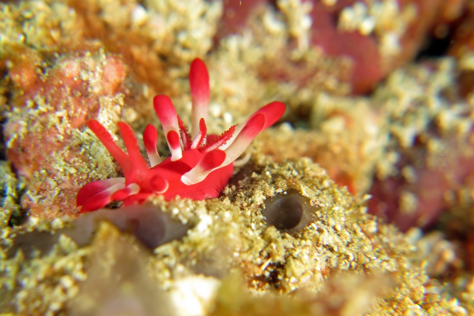 Okenia nakamotoensis