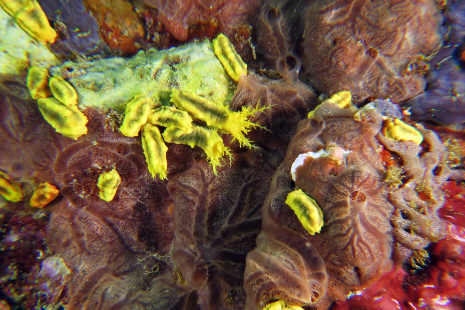 Colochirus robustus