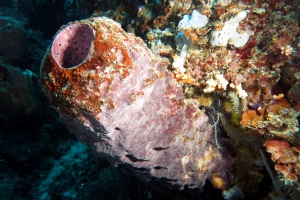 Theonella sp. ?